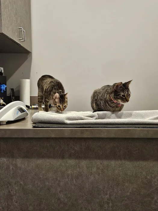 South Austin Cat Hospital 5