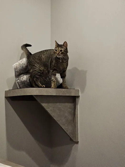 South Austin Cat Hospital 3