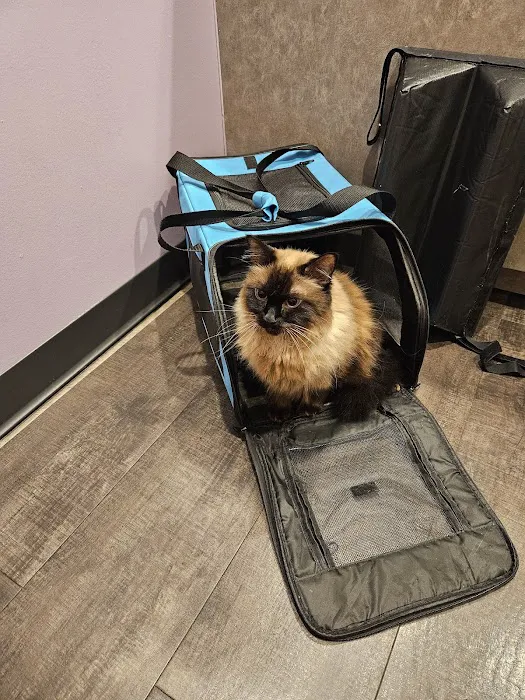South Austin Cat Hospital 2