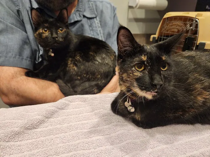 South Austin Cat Hospital 9