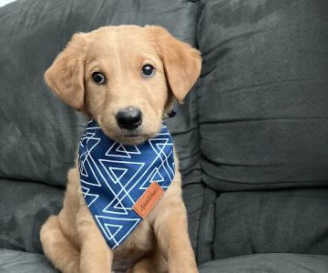Apollo Veterinary South Austin