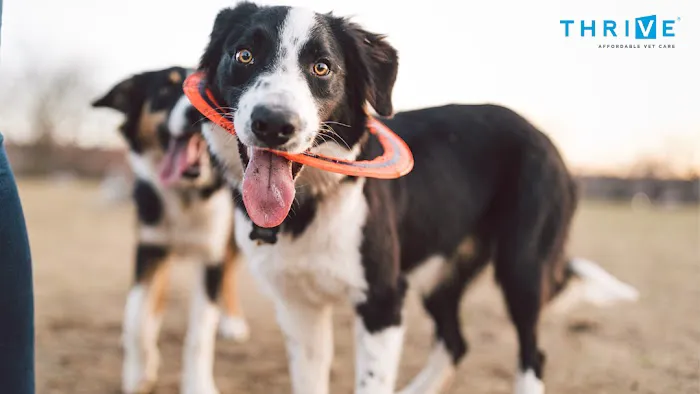 Thrive Pet Healthcare - Manchaca 5