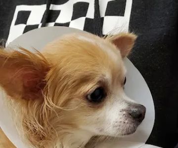 Thrive Pet Healthcare - Manchaca