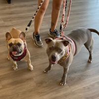 Prickly Pear Pet Vaccines ico