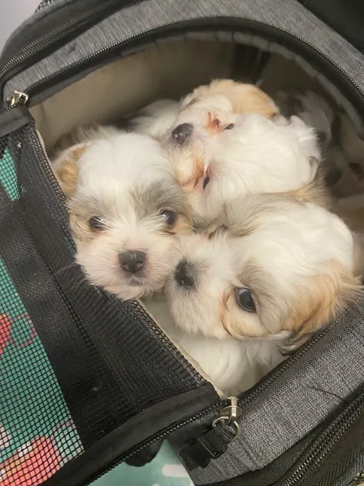 Prickly Pear Pet Vaccines 7