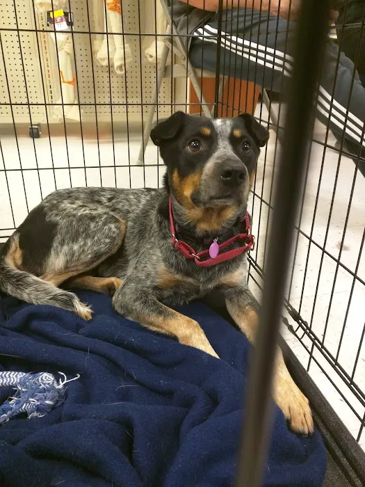 Banfield Pet Hospital 5
