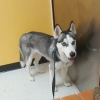 Banfield Pet Hospital ico