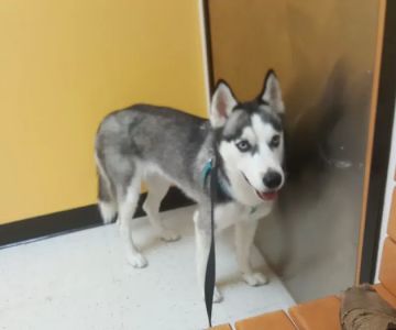 Banfield Pet Hospital