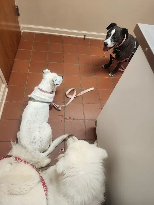 Animal Hospital of Ashe 2