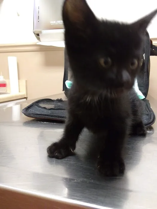 Animal Hospital of Ashe 5