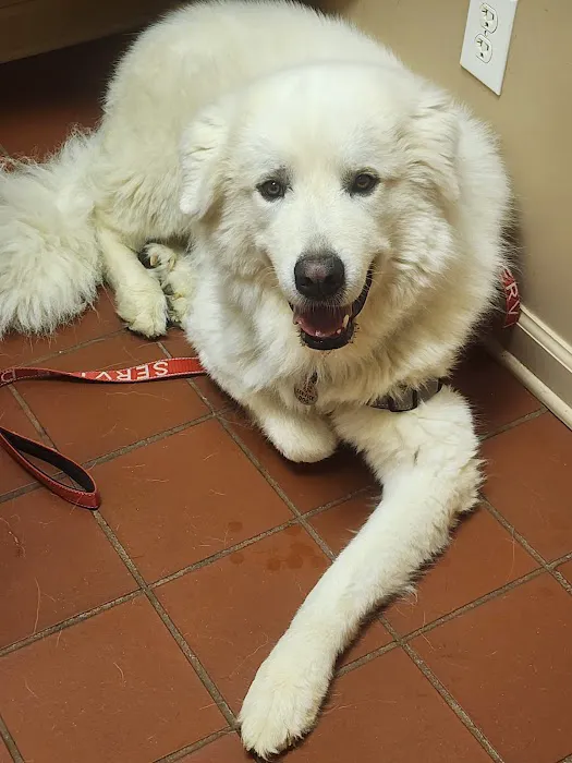 Animal Hospital of Ashe 1