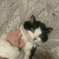 West End Animal Clinic ico