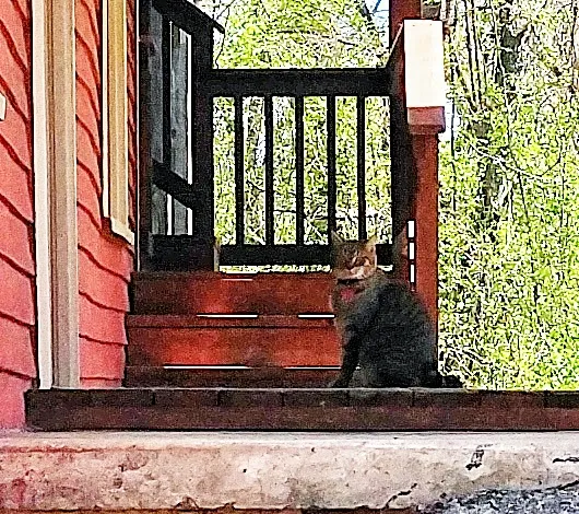 West End Animal Clinic 2