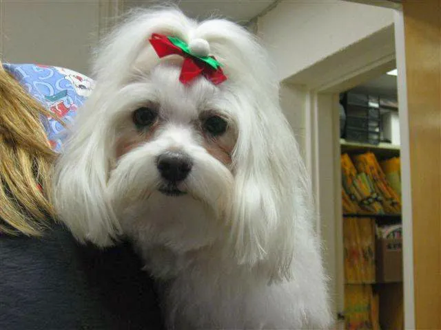 Radford Animal Hospital 4