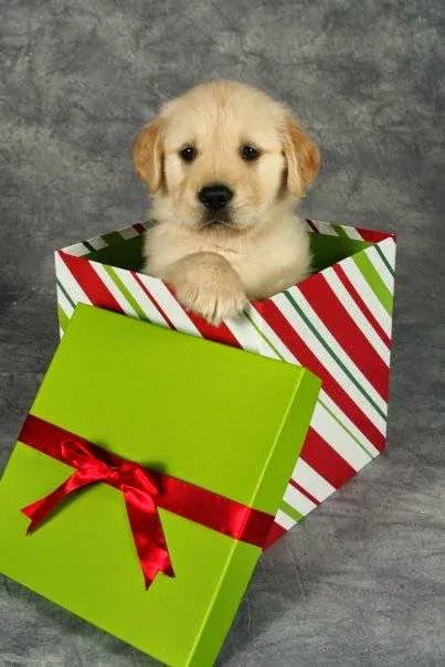 Radford Animal Hospital 3