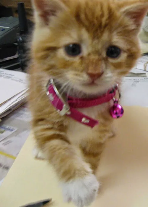 Radford Animal Hospital 10