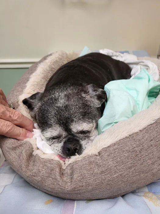 Radford Animal Hospital 8