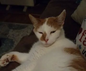 Lake Brandt Veterinary Hospita: Lofgren James DVM
