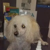 Lake Brandt Veterinary Hospital: Dudak Julie DVM ico