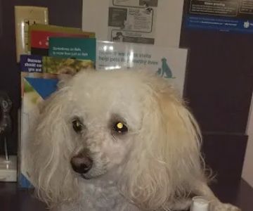 Lake Brandt Veterinary Hospital: Dudak Julie DVM