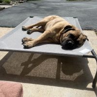 Reidsville Veterinary Hospital, Inc. ico