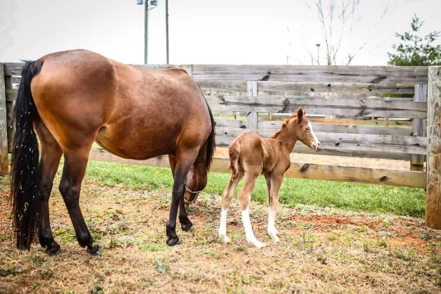 Carolina Equine Hospital 2