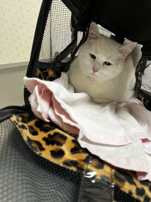 Northeast Veterinary Hospital 5