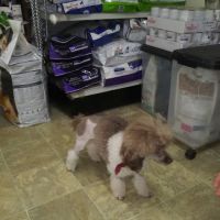 Town & Country Veterinary Clinic ico