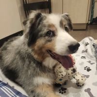Happy Tails Veterinary Emergency Clinic ico