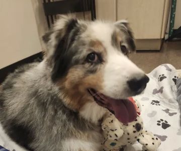 Happy Tails Veterinary Emergency Clinic