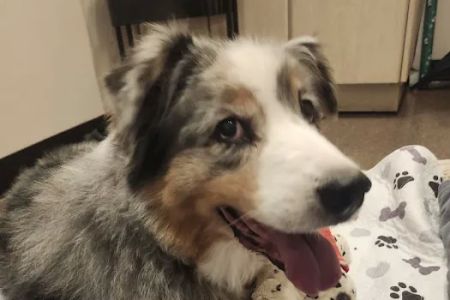Happy Tails Veterinary Emergency Clinic