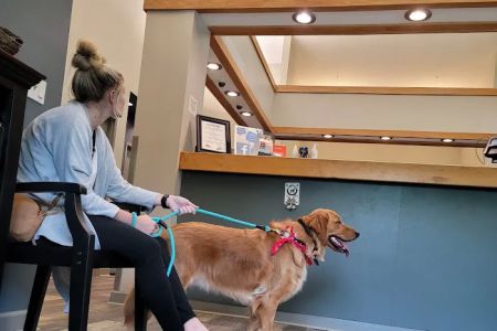 All Creatures Veterinary Hospital
