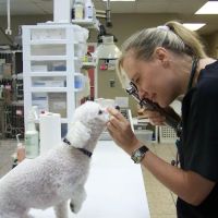 Lawndale Veterinary Hospital ico