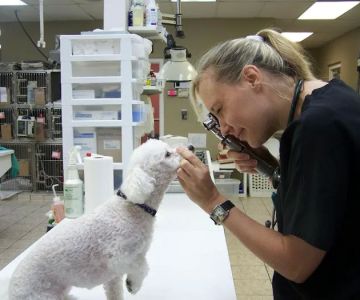 Lawndale Veterinary Hospital