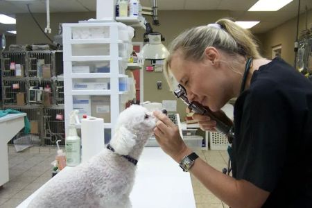 Lawndale Veterinary Hospital