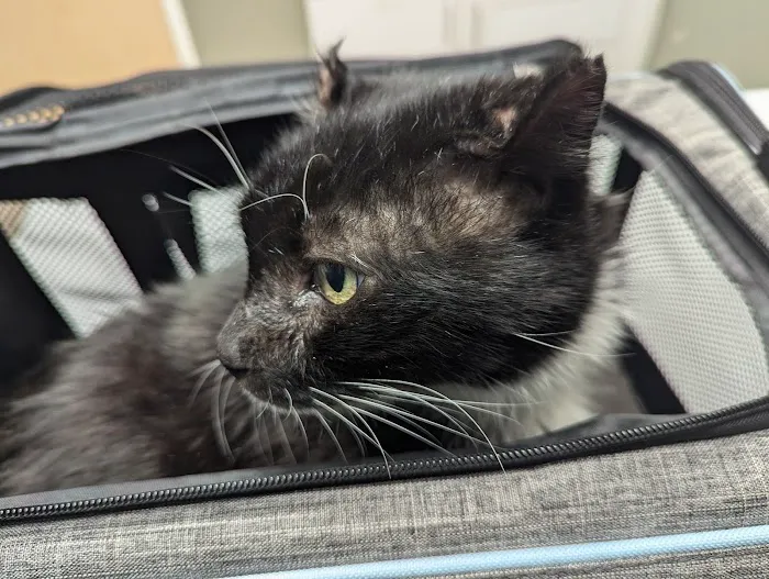 Lawndale Veterinary Hospital 12