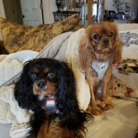 Westlake Veterinary Medical Center ico