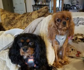Westlake Veterinary Medical Center