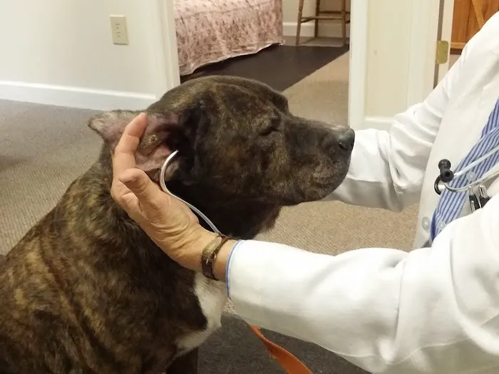 Holistic Veterinary Consultants 2
