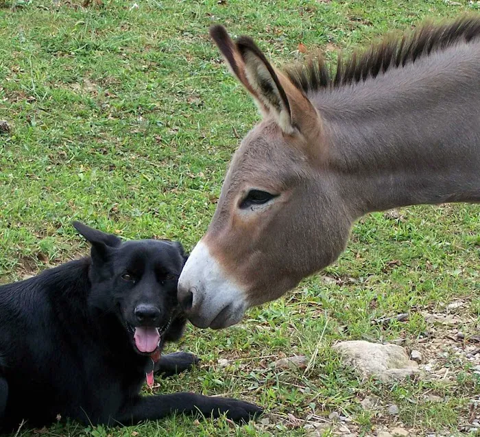 Holistic Veterinary Consultants 10