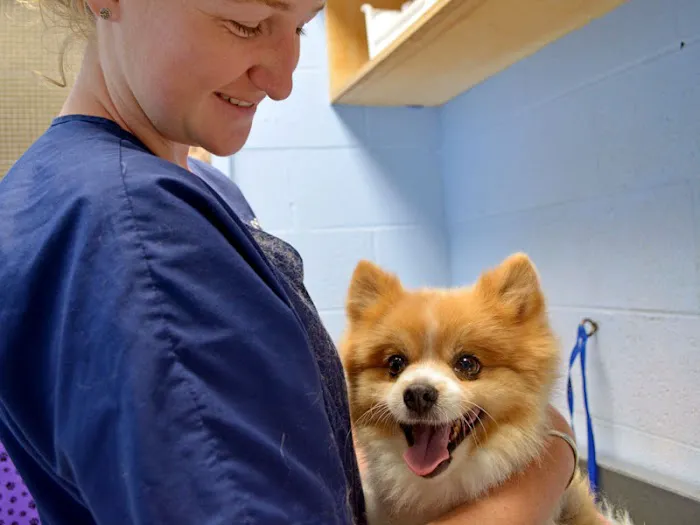 Companion Animal Clinic 2