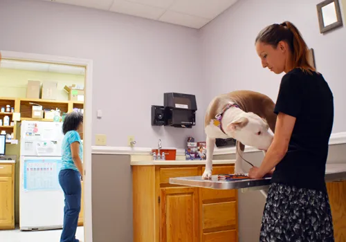 Companion Animal Clinic 1