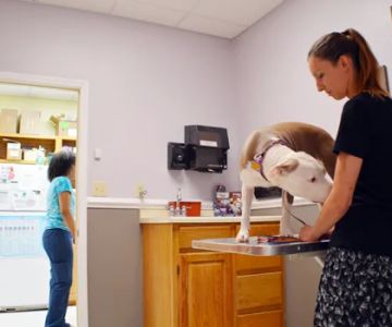 Companion Animal Clinic
