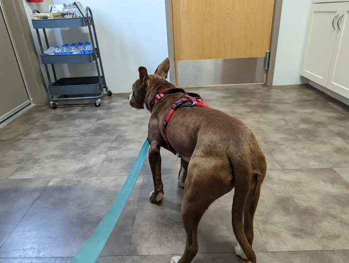 Main Street Veterinary Clinic 8