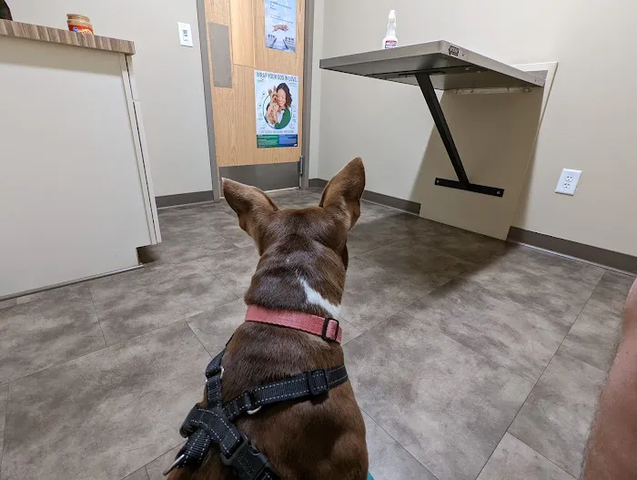 Main Street Veterinary Clinic 4
