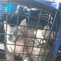 Main Street Veterinary Clinic ico