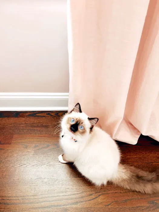 Immanuel Ragdolls 1