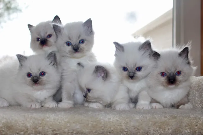 Immanuel Ragdolls 3