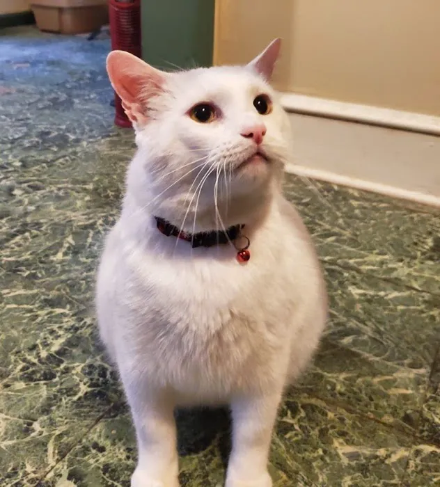 Animal Medical Center 12