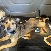Animal Medical Center ico